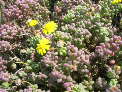 Othonna sedifolia