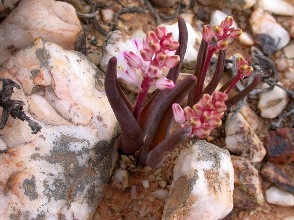 Lachenalia patula