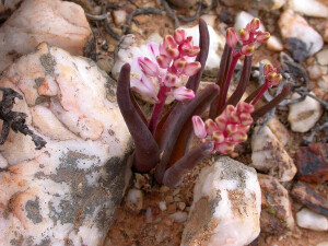 Lachenalia patula