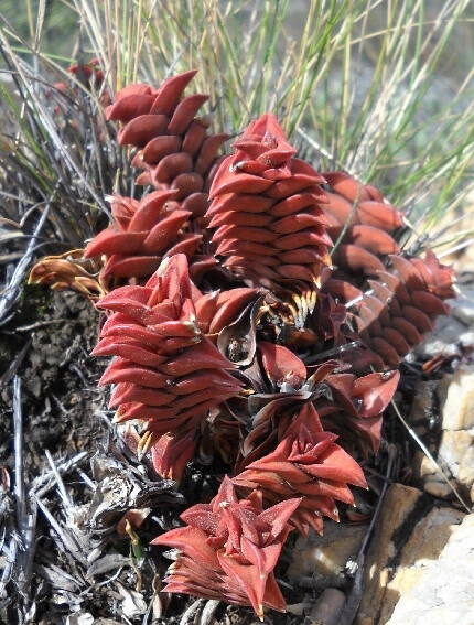 Haworthia viscosa