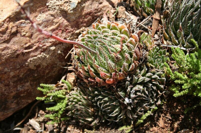 Haworthia venosa