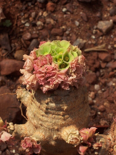 Euphorbia ankarensis