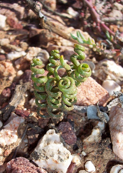 Albuca sp. (Hyacinthaceae)