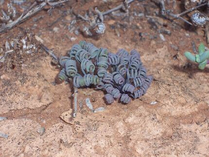 Albuca sp.