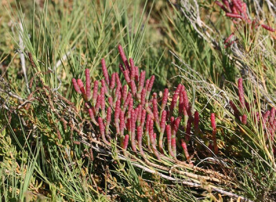 Salicornia virginica