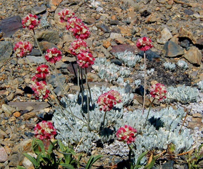 Eriogonum ovalifolium var. nivale