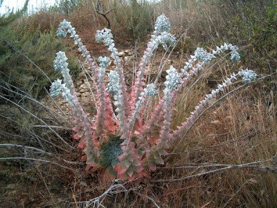 Dudleya pulverulenta