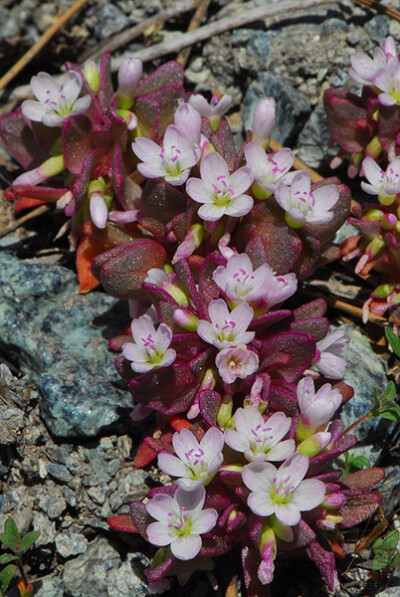 Claytonia saxosa