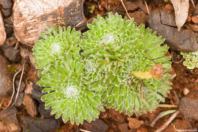 Stylidium ciliatum