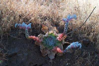 Dudleya pulverulenta ssp. pulverulenta