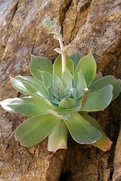 Dudleya pulverulenta ssp. pulverulenta