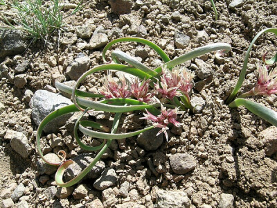 Allium anceps