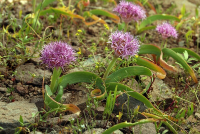 Allium platycaule