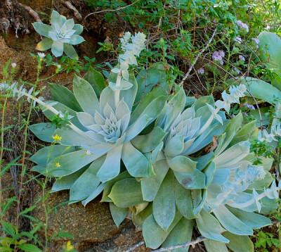 Dudleya pulverulenta