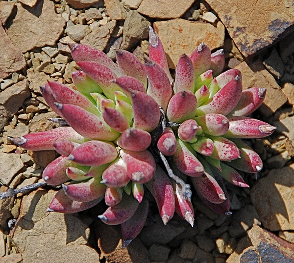 Dudleya acuminata