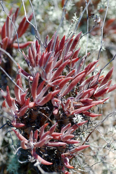 Dudleya attenuata ssp. orcuttii