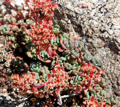 Sedum obtusatum