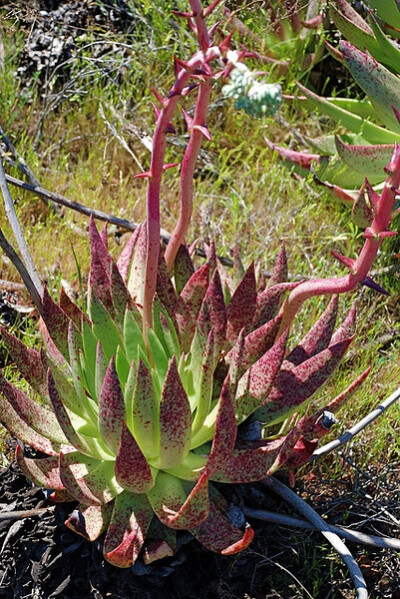 Dudleya ingens