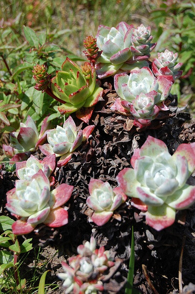 Dudleya farinosa