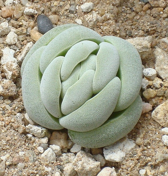 Crassula alstonii