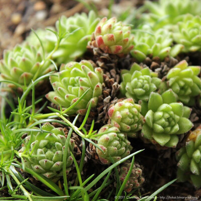 Sempervivum Montanum