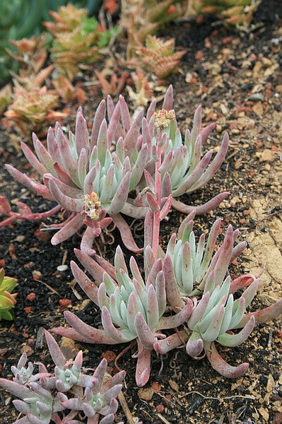 Dudleya hasseii