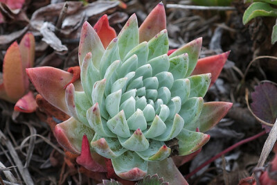 Dudleya farinosa