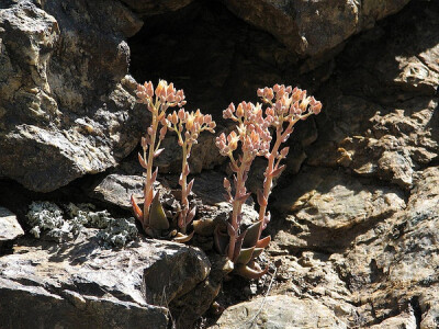 Dudleya cymosa