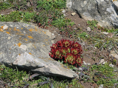 Dudleya farinosa