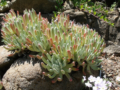 Dudleya caespitosa