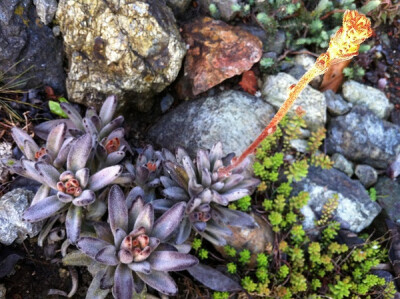 Kalanchoe tomentosa