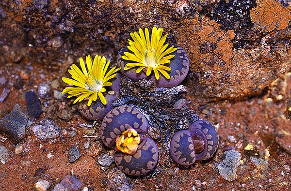 Lithops otzeneana