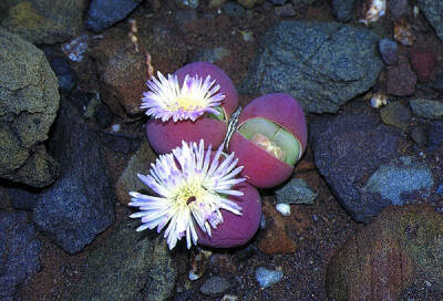 Gibbaeum heathii