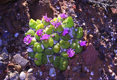 Gibbaeum pilosulum subsp. nuciforme