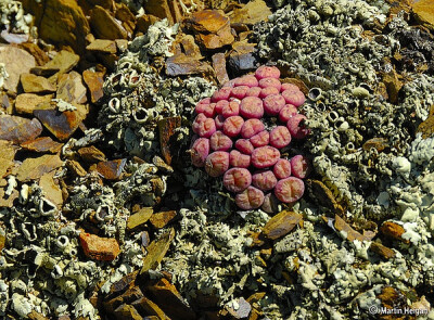 Conophytum truncatum