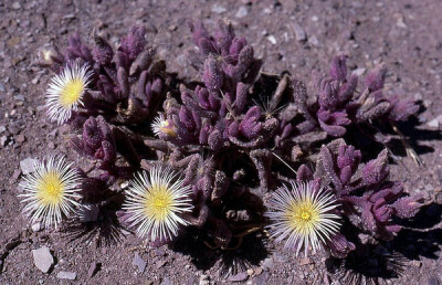 Mesembryanthemum crystallinum