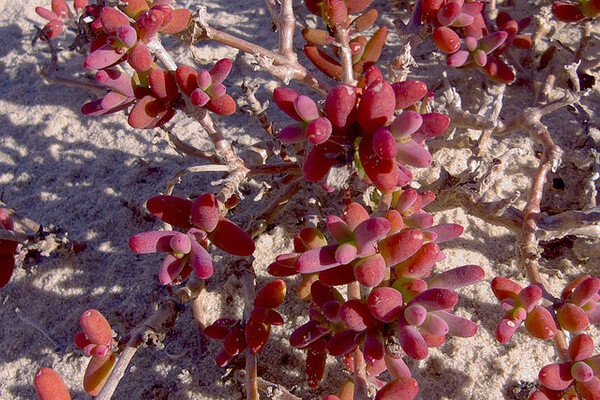 Trianthema parvifolia