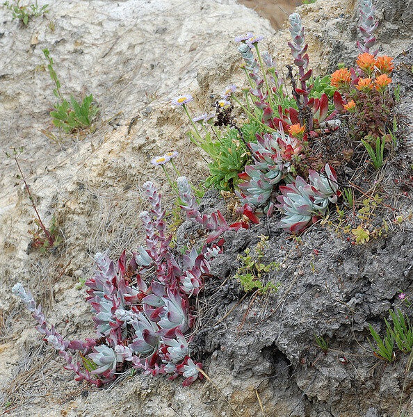 Dudleya farinosa &amp; Castilleja latifolia