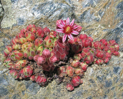 Sempervivum minutum