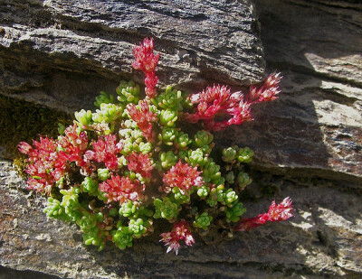 Sedum sp.