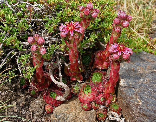 Sempervivum minutum