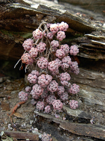 Sedum dasyphyllum