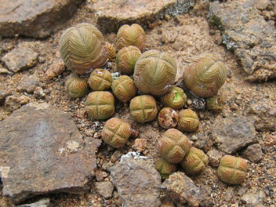 Crassula pyramidalis