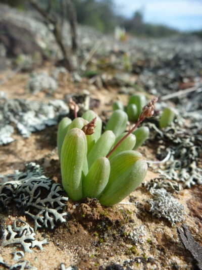 Bulbine sp