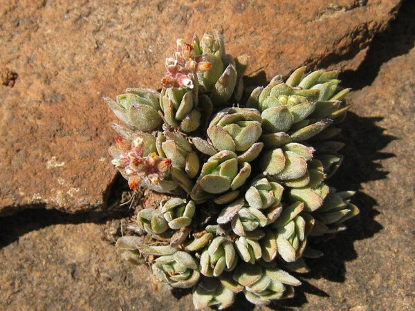 Crassula obovata