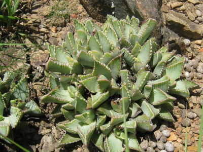 Faucaria britteniae