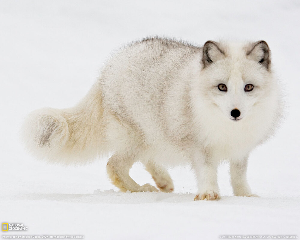 artic fox ..❤