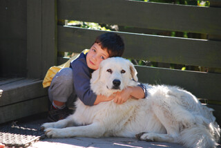 MAREMMA SHEEPDOG马雷马牧羊犬 ..跟大白熊好像