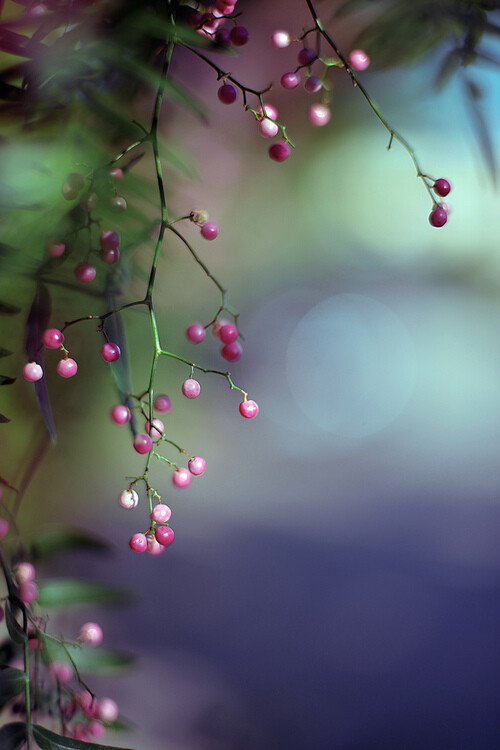 是 因 為 你 選 擇 看 見 美 好，美 好 的 事 物 才 因 此 存 在。(raspberrytart: Another Black Pepper Shot (by b@u)