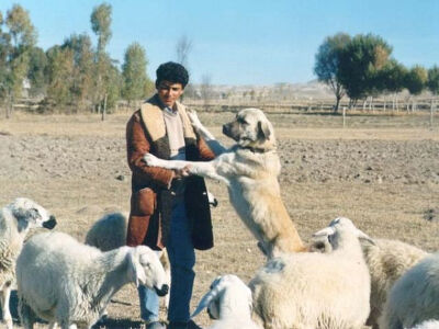 Anatolian Shepherd安纳托利亚牧羊犬..